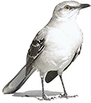 Florida Mocking Bird